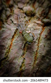 Macro Wolf Spider Molting And Shedding Their Exoskeleton