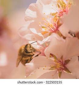 Macro of a worker bee gathering pollen from cherry blossoms.