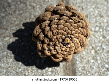Macro world.Pinecone and shadow.Pattern.Texture background.