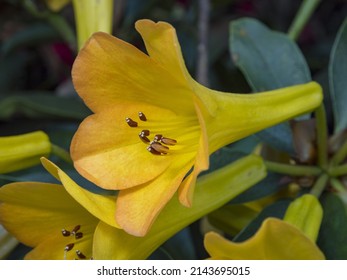 Macro The Yellow Azalea Flower Core