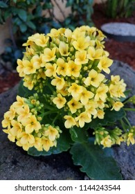 Macro yellow cluster