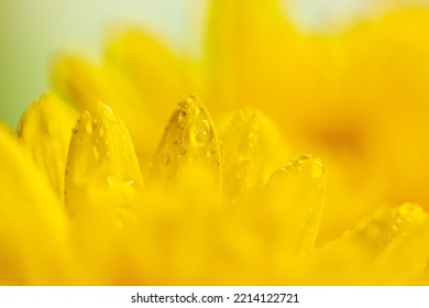 Macro Yellow Flower Background,macro Yellow Flower Backdrop