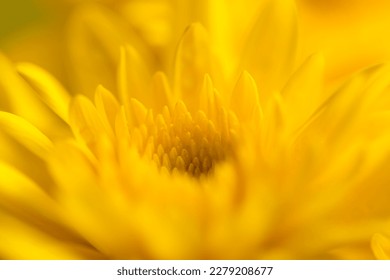 Macro yellow flower background,Macro shot yellow flower background,Yellow,Backgrounds,Vegetable Garden,Flower,Petal,Close-up, - Shutterstock ID 2279208677
