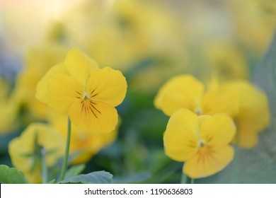 Macro Of Yellow Flower, Selective Focus.