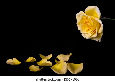 Macro of yellow rose with petals black background