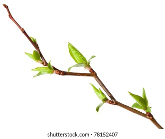 Macro of young foliage on cherry twig isolated on white - Powered by Shutterstock