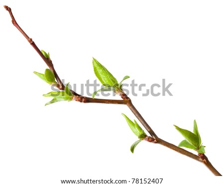 Macro of young foliage on cherry twig isolated on white