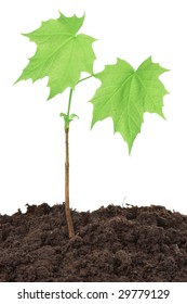 Macro Of A Young Maple Tree Seedling Isolated On White Background.