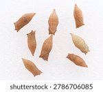 Macro of zebra swallowtail (Eurytides marcellus) butterfly chrysalis - white background