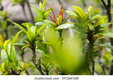 macro zoom focus plant flower