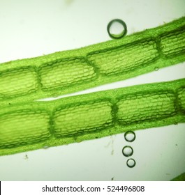 Macro Zoom Microorganism Algae Cell