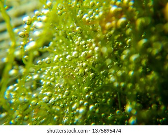 Macroalgae oxigen formation with bubbles