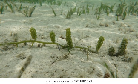 Macroalgae Or Seaweed Play Important Roles In Carbon Sequestration. Macroalgae Floating In The Sea