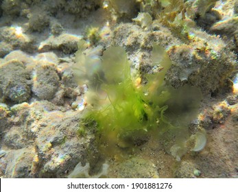 339 Macroalgae Images, Stock Photos & Vectors | Shutterstock