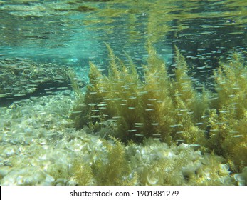 Macroalgae Or Seaweed Play Important Roles In Carbon Sequestration. Macroalgae Floating In The Sea