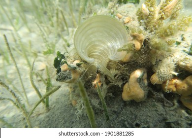 337 Macroalgas Images, Stock Photos & Vectors | Shutterstock