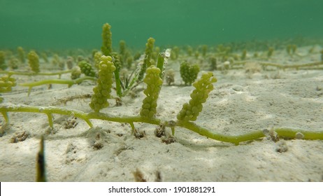 Macroalgae Or Seaweed Play Important Roles In Carbon Sequestration. Macroalgae Floating In The Sea