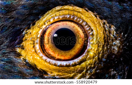 Macro/Close up of an eye of a Parrot. Parrot type: Bronze winged Pionus