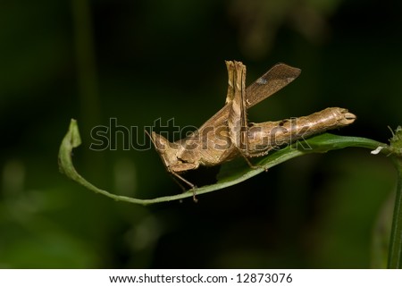 Macro/close-up shot of a monkey grasshopper