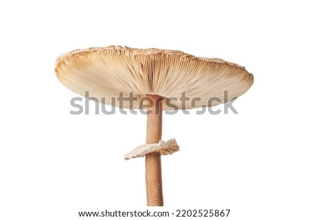 Macrolepiota procera parasol mushroom isolated on white background, brown mushroom with big agaric gills cap and high stripe. Edible parasol mushroom with ring around stipe, natural diet vegetarians