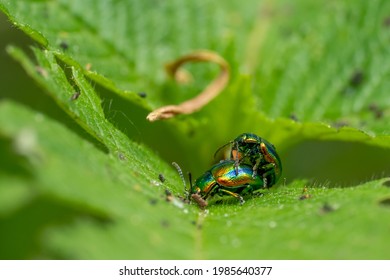 Macrophoto of two golden beetles have sexual intercourse on a green leaf during spring.