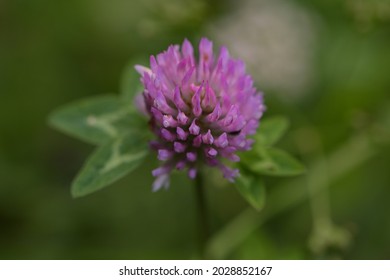 3,146 Mountain clover Images, Stock Photos & Vectors | Shutterstock