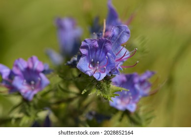 Macrophotography Of Common Viper's Bugloss In French Mountain In The Vercors