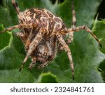 Macrophotography of a Cross orbweaver spider (Araneus diadematus) on a green leaf. Extremely close-up portrait and details.