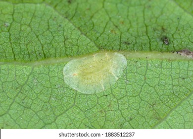 388 Soft scale insects Images, Stock Photos & Vectors | Shutterstock