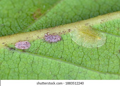 Macrophotography Of Diaspididae Insects On Leaf Vessel. Armored Scale Insects At Home Plants. Insects Sucking Plant. Infested Cale (Coccidae) Commonly Known As Soft Scales, Wax Scales Or Tortoise Scal