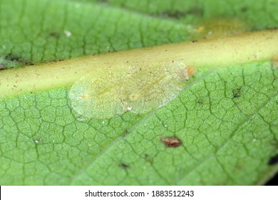 Macrophotography Of Diaspididae Insects On Leaf Vessel. Armored Scale Insects At Home Plants. Insects Sucking Plant. Infested Cale (Coccidae) Commonly Known As Soft Scales, Wax Scales Or Tortoise Scal