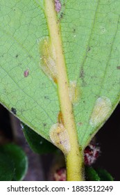 Macrophotography Of Diaspididae Insects On Leaf Vessel. Armored Scale Insects At Home Plants. Insects Sucking Plant. Infested Cale (Coccidae) Commonly Known As Soft Scales, Wax Scales Or Tortoise Scal