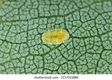 Macrophotography Of Diaspididae Insects On Leaf Vessel. Armored Scale Insects At Home Plants. Insects Sucking Plant. Infested Cale (Coccidae) Commonly Known As Soft Scales, Wax Scales Or Tortoise Scal