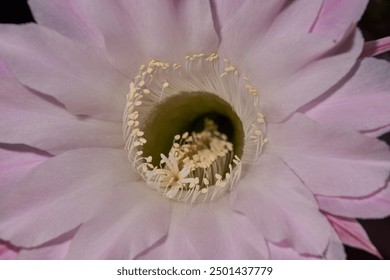 Macrophotography of the flower of the Echinopsis cactus (lat. Echinopsis) in full bloom. A close-up of the flower shows its delicate pink petals and snow-white stamens. - Powered by Shutterstock