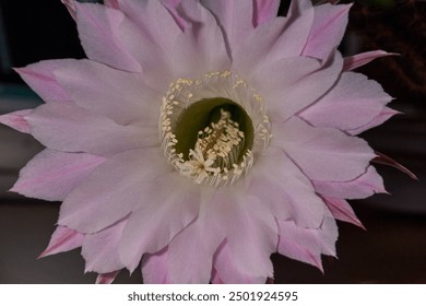 Macrophotography of the flower of the Echinopsis cactus (lat. Echinopsis) in full bloom. A close-up of the flower shows its delicate pink petals and snow-white stamens. - Powered by Shutterstock