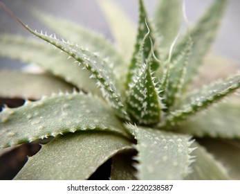 Macrophotography. Indoor Succulent Plant From The Genus Aloe In A Pot.Texture Or Background.Selective Focus.