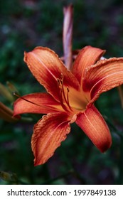 macrophotography of an orange tiger lily, soft focus