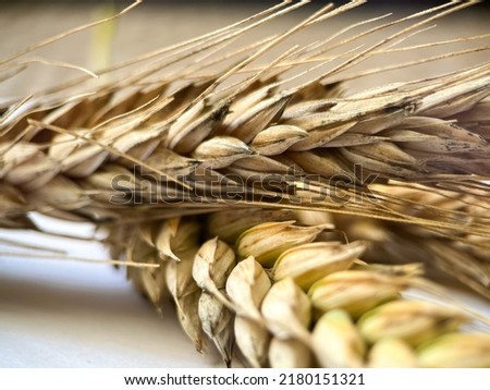 Similar – Image, Stock Photo Why Zen? Wheat Moonlight