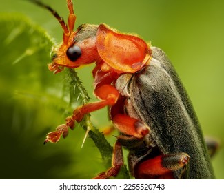 Macrophotography of a Soldier Beetle (Cantharis livida) with natural green background. Extremely close-up and details. - Shutterstock ID 2255520743