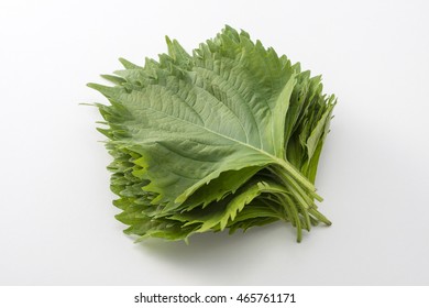 Macrophyll