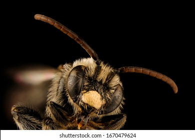 8,241 Honey Bee Face Images, Stock Photos & Vectors | Shutterstock