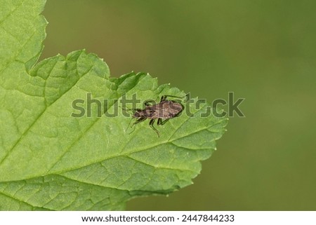 Macropterous Ant Damsel bug (Himacerus mirmicoides), family Nabidae on a leaf. Dutch garden. Spring, April. Netherlands.                               