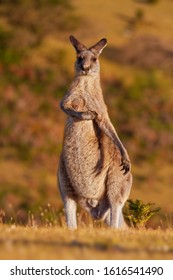 Macropus giganteus - Eastern Grey Kangaroo marsupial found in eastern third of Australia, with a population of several million. It is also known as the great grey kangaroo and the forester kangaroo.