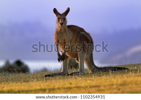 Macropus giganteus - Eastern Grey Kangaroo marsupial found in eastern third of Australia, with a population of several million. It is also known as the great grey kangaroo and the forester kangaroo.