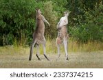 Macropus giganteus - Two Eastern Grey Kangaroos fighting with each other in Tasmania in Australia. Animal cruel duel in the green australian forest. Kickboxing ang boxing two fighters.