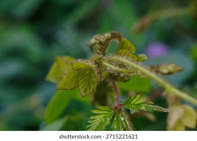 Macroscopic Analysis of Rubus sp. Vegetative Growth: Investigation of Glandular Trichome Distribution and Foliar Primordia Ontogeny