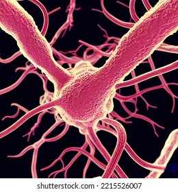 Macroscopic view of a nerve cell network