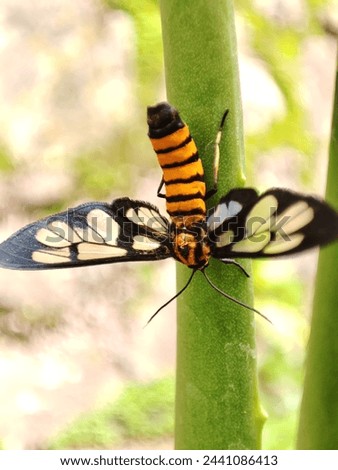macroshoot of Hubner's wasp moth (Amata huebneri) is a wasp mimic. Adults are black with yellow bands across the abdomen and transparent windows in the wings. 
