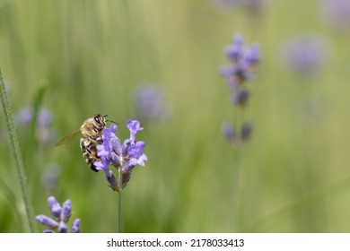 Macroshot of a busy honey bee collecting  pollen and nectar on a purple lavender flower in summer, apis