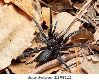 1,834 Oak spider Images, Stock Photos & Vectors | Shutterstock